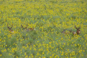 deer and sunflowers